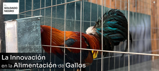 alimento para gallos