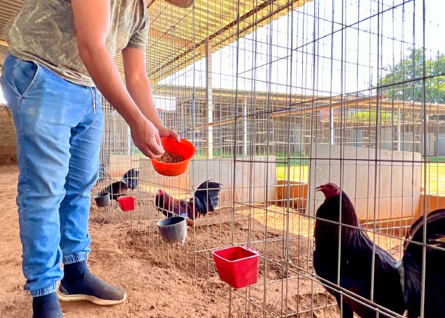 Cargar video: Nuestra Larva Soldado que optimiza la renovación de #plumas y su salud general durante esta temporada de cambio de pluma.  El cambio de pluma es una etapa de mucho estrés con grandes requerimientos nutricionales. Complemente la nutrición de sus aves con Larva Soldado Negro para que lleven a cabo sus procesos biológicos en el mejor estado de salud.